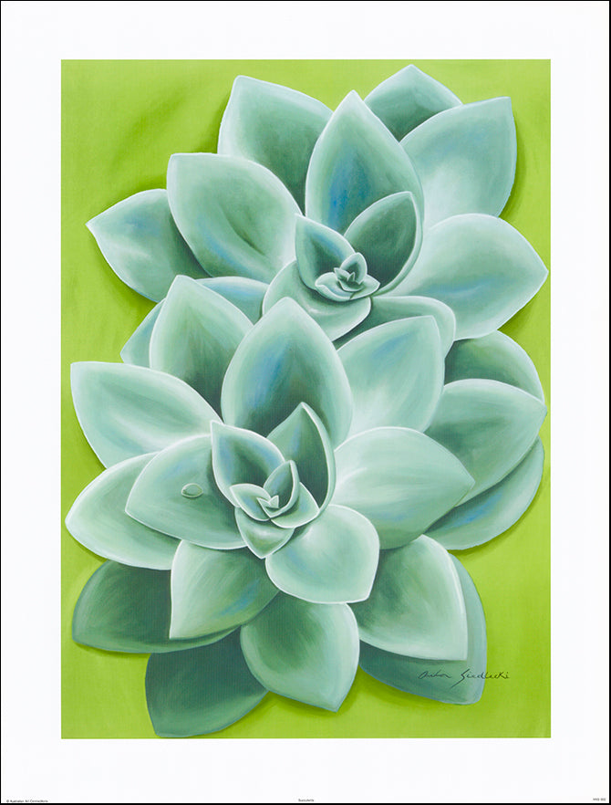 AAC ANS002 Succulents by Anita Siedlecki 61x80cm on paper - Chamton