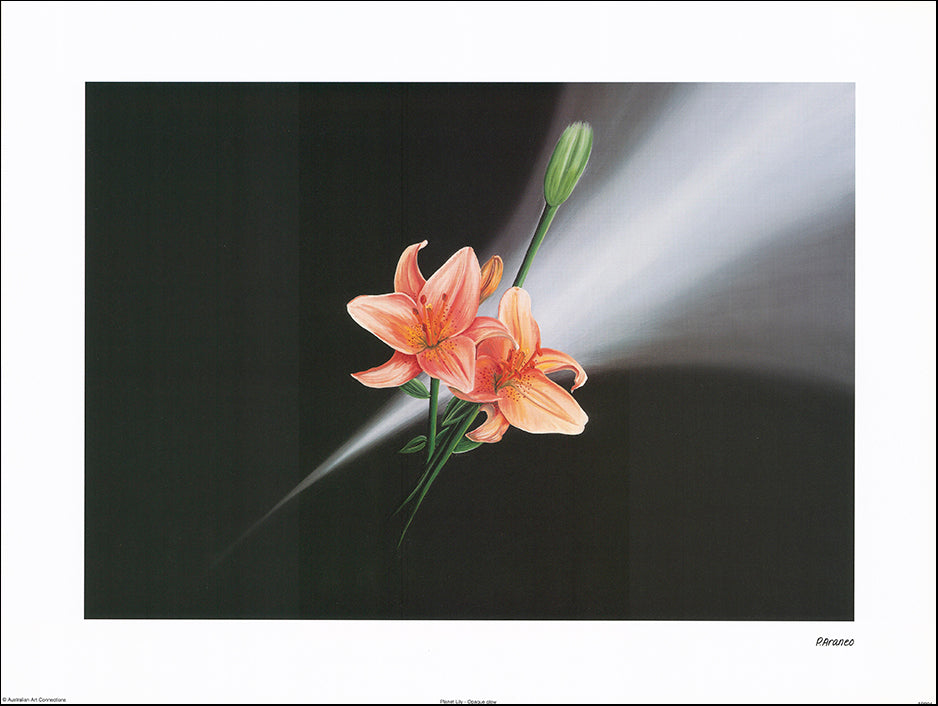 AAC AP004 Planet Lily - Opaque Glow by Phyllis Araneo 60x45cm on paper