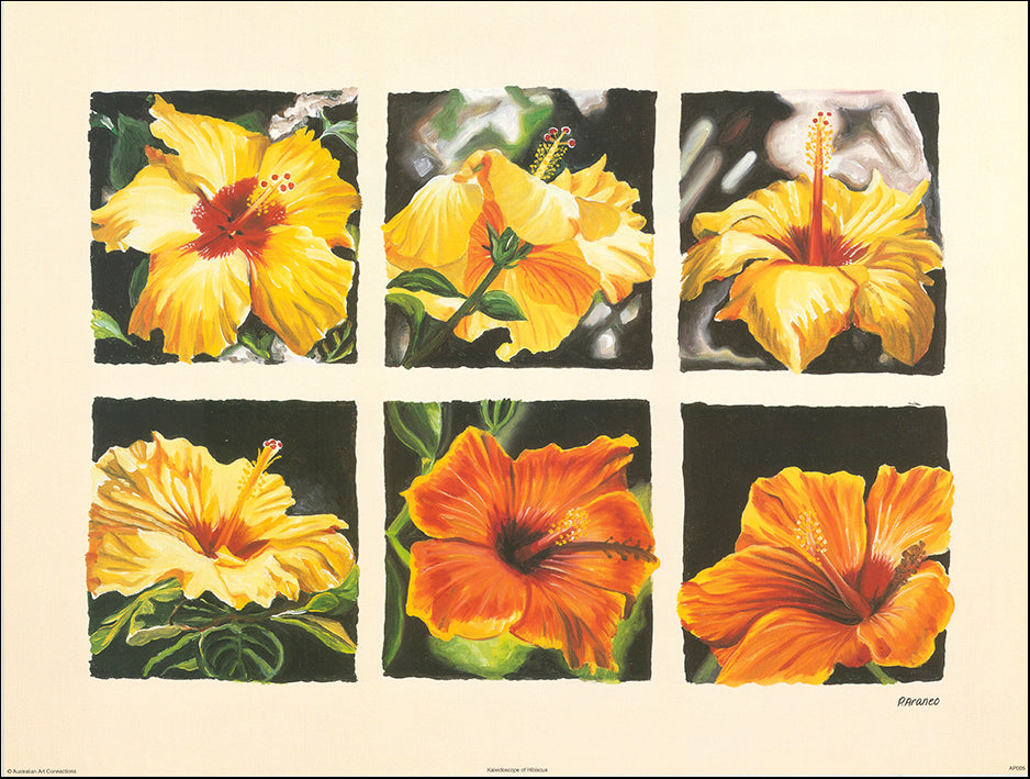 AAC AP005 Kaleidoscope of Hibiscus by Phyllis Araneo 60x45cm on paper
