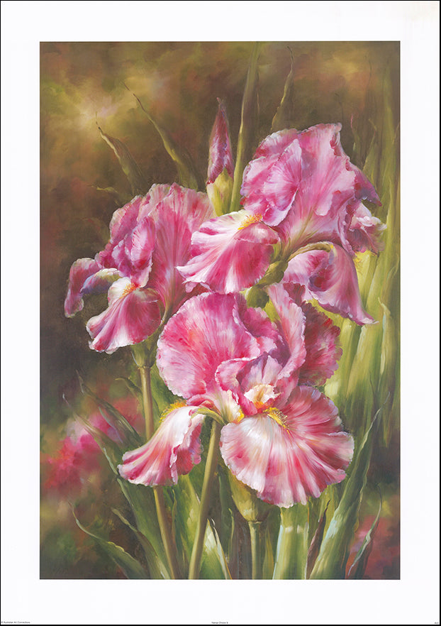 AAC AV02 Nanas Choice 2 by Anonymous multiple sizes on paper