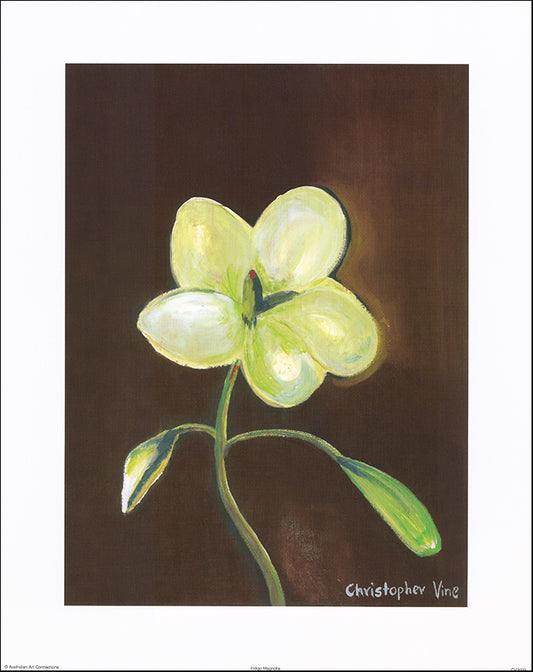 AAC CV2003 Indigo Magnolia by Christopher Vine 40x50cm on paper - Chamton