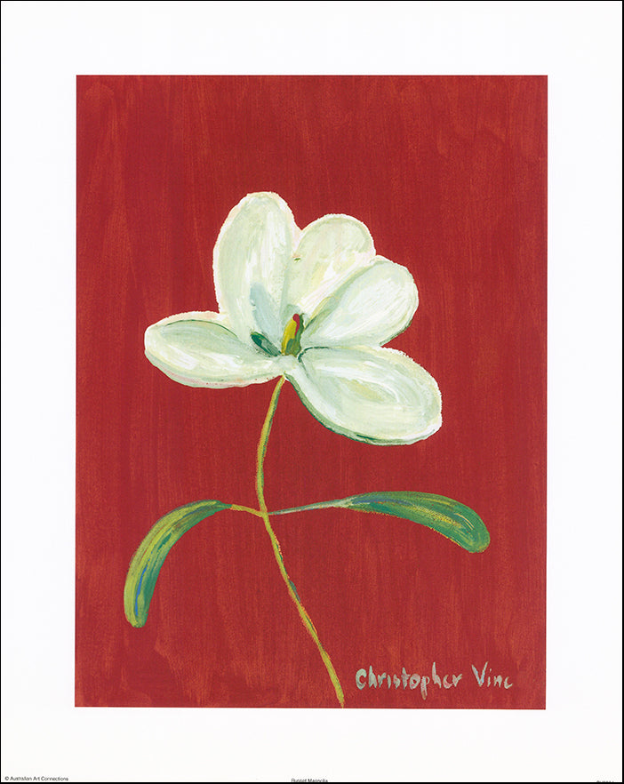 AAC CV2004 Russet magnolia by Christopher Vine 40x50cm on paper