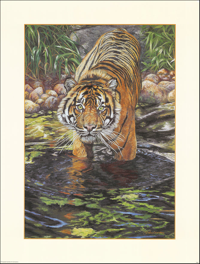 AAC FA05 Tiger by Fiona Anderson 64x83cm on paper