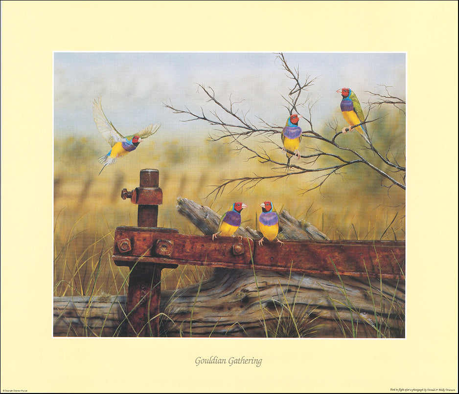 AAC IN007 Gouldian Gathering by Inder Naru multiple sizes on paper