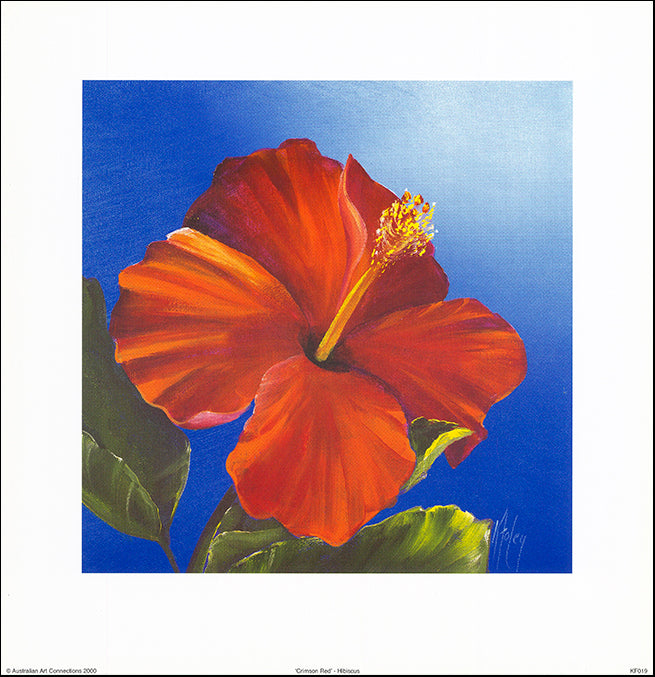 AAC KF019 Crimson Red Hibiscus by Karen Foley 35x35cm on paper