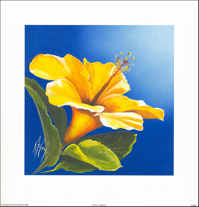 AAC KF023 Sunny Hibiscus by Karen Foley 35x35cm on paper - Chamton