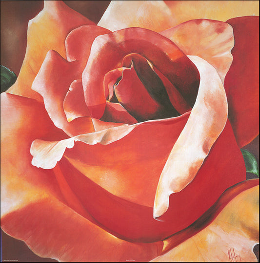 AAC KF030 Scent of a Rose by Karen Foley 69x69cm on paper