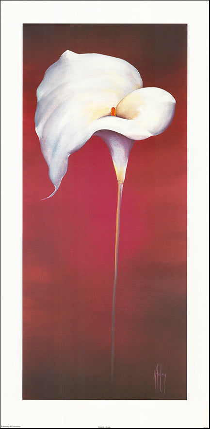 AAC KF034 Simplicity 2 Arums by Karen Foley muiltiple sizes on paper