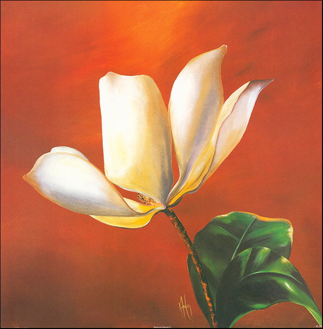 AAC KF040 Magnolia Beauty 1 by Karen Foley 50x50cm on paper