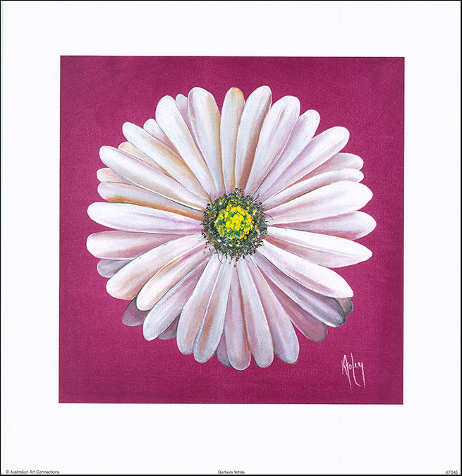 AAC KF045 Gerbra White by Karen Foley 35x36cm on paper - Chamton