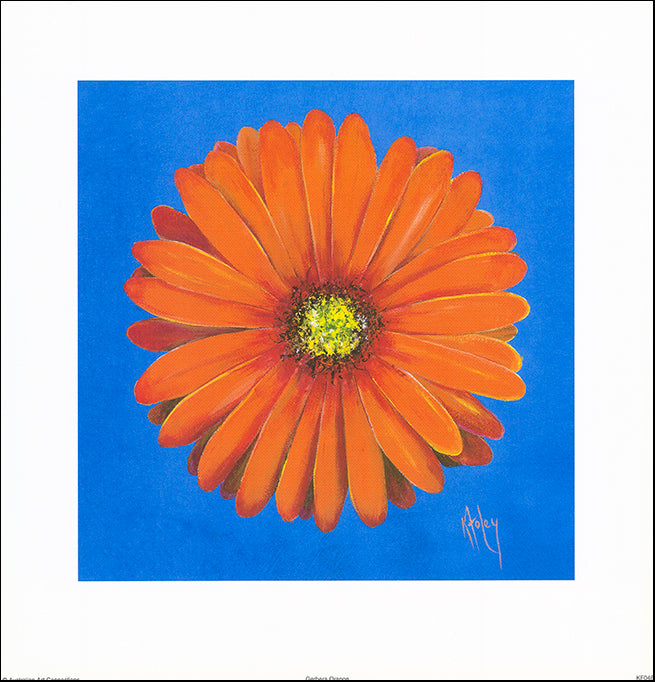 AAC KF048 Gerbra Orange by Karen Foley 35x36cm on paper