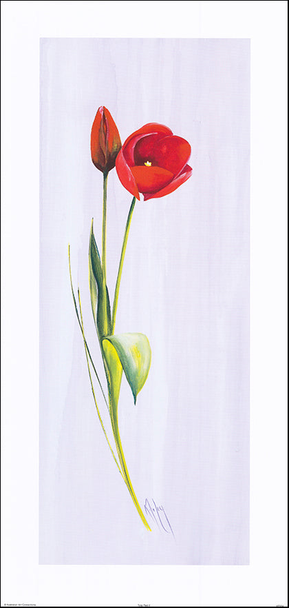 AAC KF054 Tulip Red 2 by Karen Foley 37x78cm on paper
