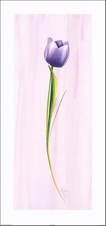 AAC KF056 Tulip Purple 1 by Karen Foley 37x78cm on paper