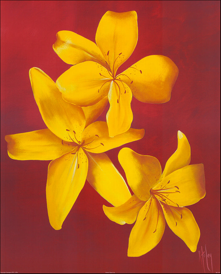 AAC KF059 Exotic Tiger Lily by Karen Foley 56x68cm on paper