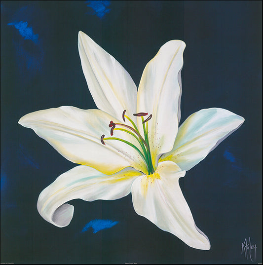 AAC KF063 Natures Touch White by Karen Foley multiple sizes on paper