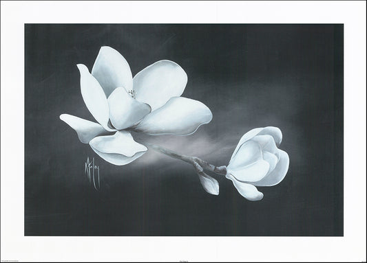 AAC KF073 Steel Magnolia by Karen Foley 91x65cm on paper