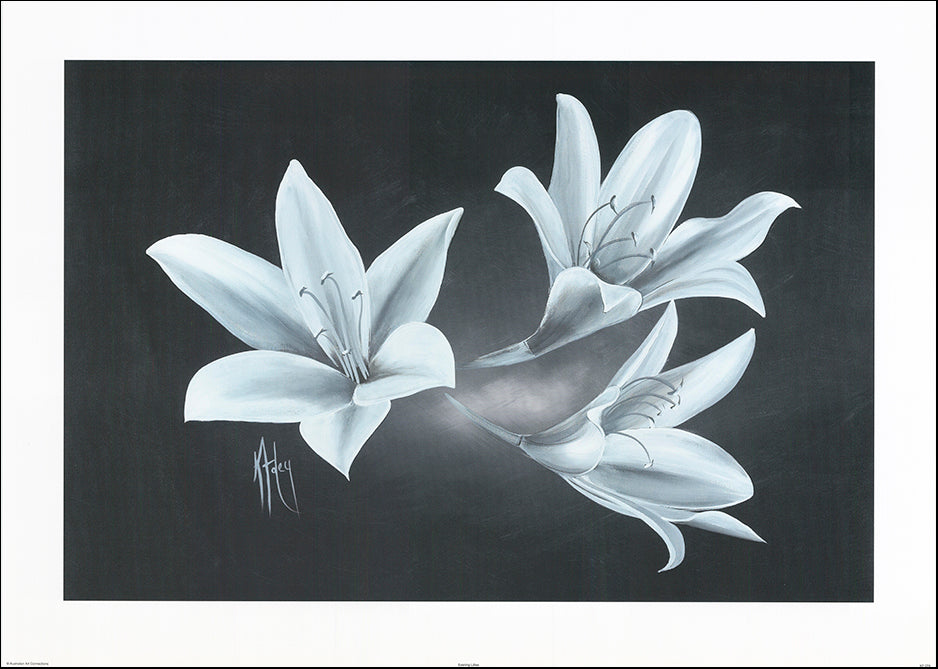 AAC KF074 Evening Lillies by Karen Foley 91x65cm on paper