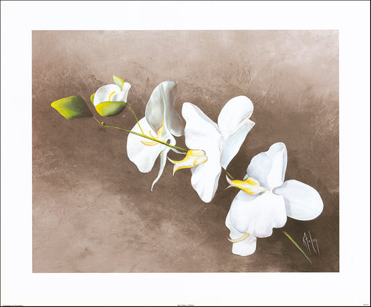 AAC KF077 Set in Stone - Orchids I by Karen Foley 76x63cm on paper