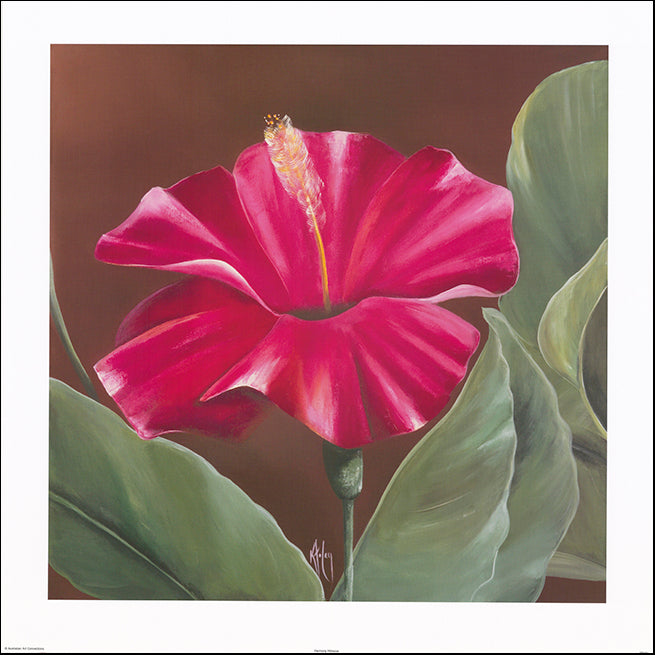 AAC KF101 Harmony Hibiscus by Karen Foley multiple sizes on paper