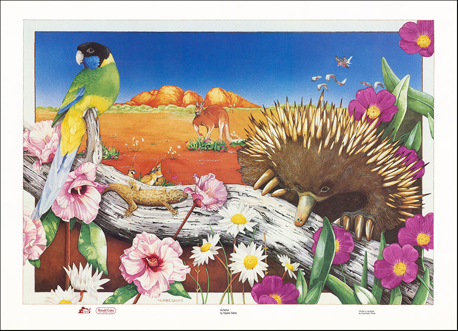 AAC NSO034 Echidna by Ngaire Sales multiple sizes on paper