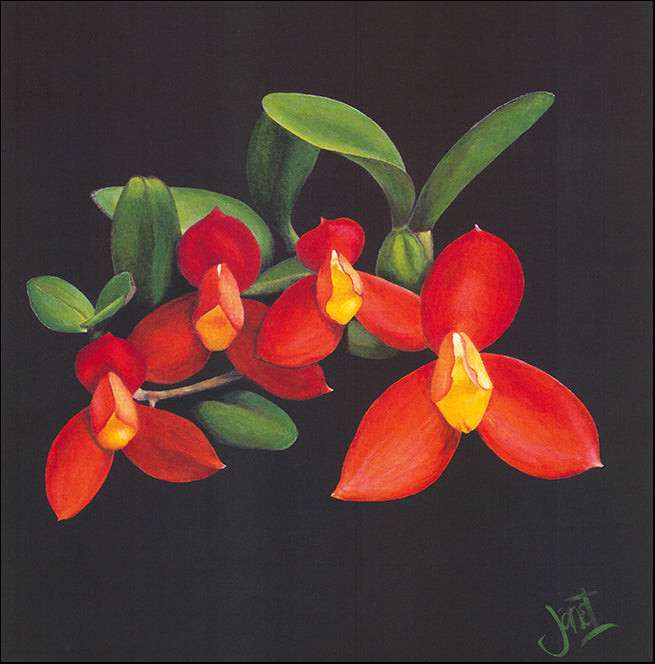 AAC WJ017 Orchidee de Chocolat 2 by Janet Wilson multiple sizes on paper