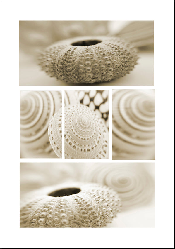 AADT82393740 Sea Shells, available in multiple sizes