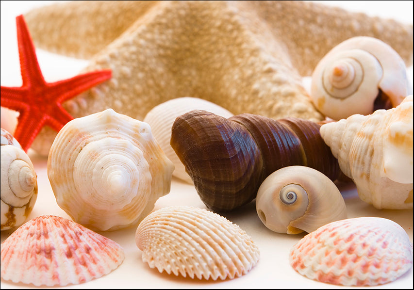 AADT83153145 Sea Shells, available in multiple sizes