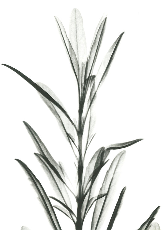 AK-RC-223 Hyssop, available in multiple sizes