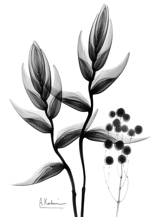 AK-RC-268 Heliconia, available in multiple sizes