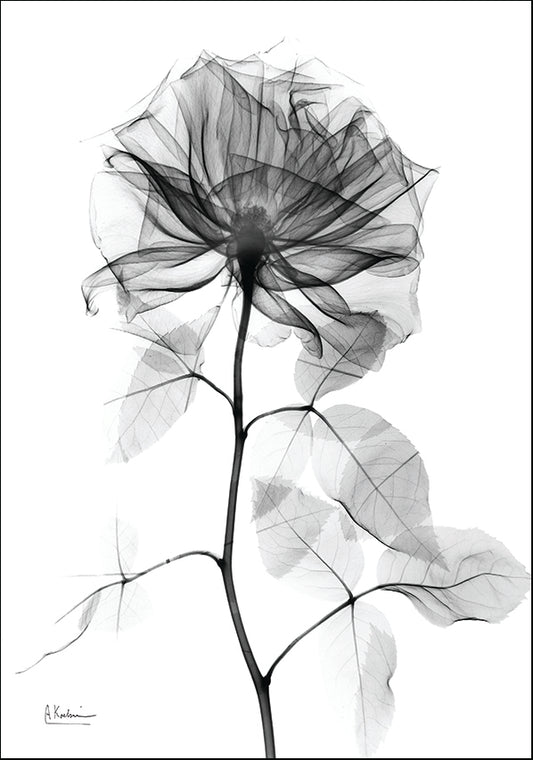 AK-RC-487 X-Ray Rose32, available in multiple sizes