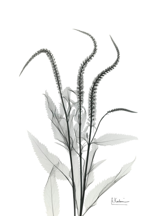 AK-RC-537 Oat Grass I, available in multiple sizes