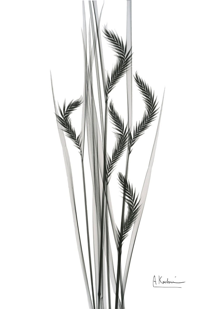 AK-RC-538A Oat Grass II, available in multiple sizes - Chamton
