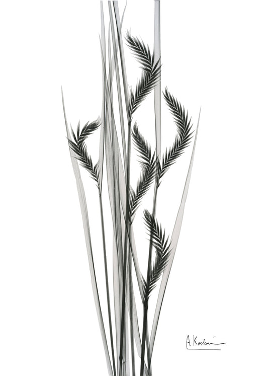 AK-RC-538A Oat Grass II, available in multiple sizes - Chamton