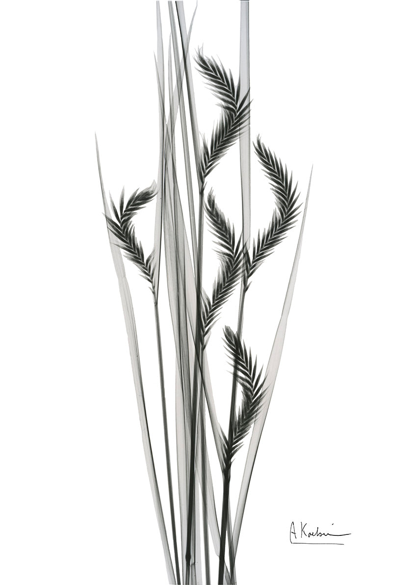 AK-RC-538A Oat Grass II, available in multiple sizes