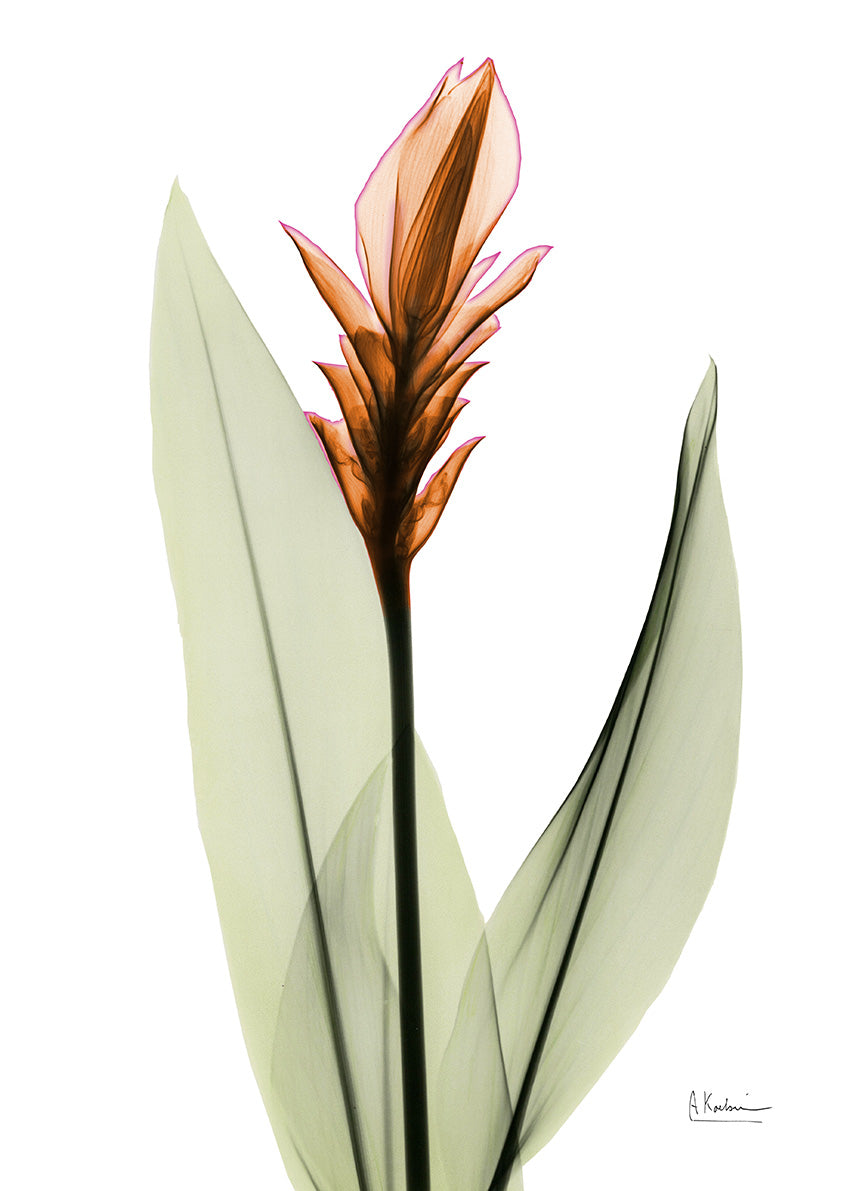 AK5-RC-205A Curcumal, available in multiple sizes