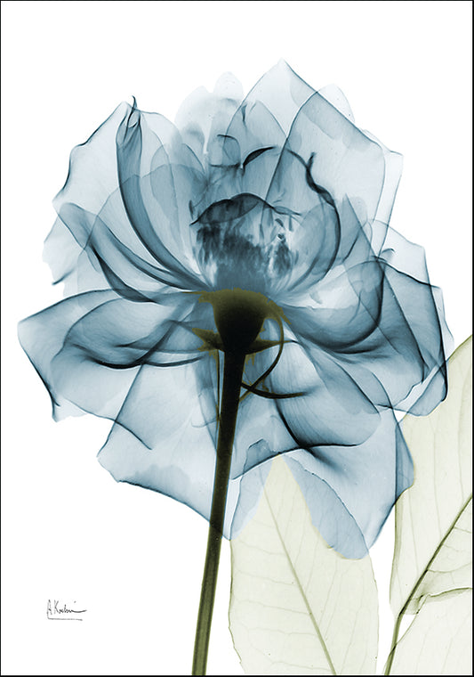 AK5-SQ-359A2 X-Ray Teal rose, available in multiple sizes - Chamton