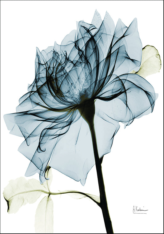 AK5-SQ-359B2 TealRose 2, available in multiple sizes