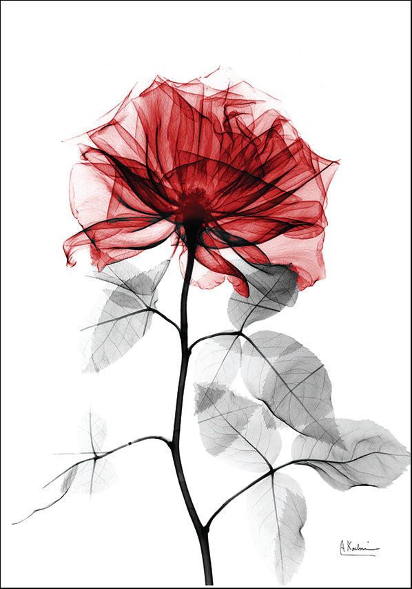 AKX-RC-384F X-Ray Red Rose32, available in multiple sizes