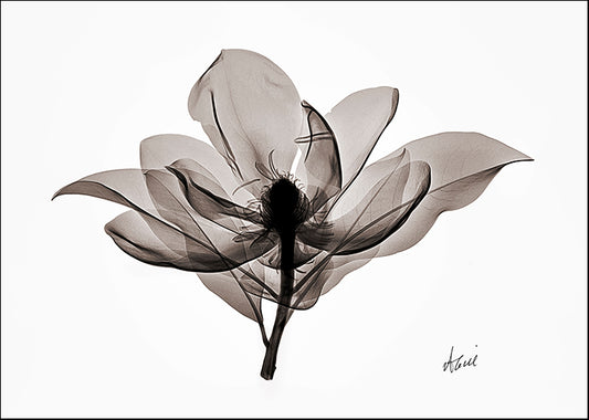 AL002-A Magnolia, available in multiple sizes - Chamton