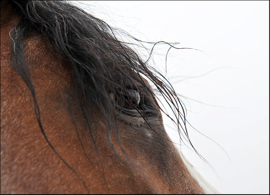 AMASMI120895 Whips Eye, by Amanda Lee Smith, available in multiple sizes