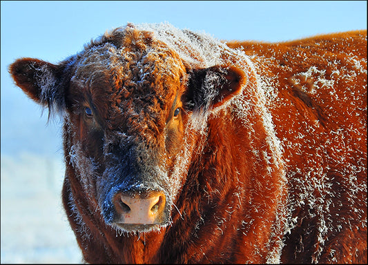 AMASMI126031 Bull on Ice, by Amanda Lee Smith, available in multiple sizes