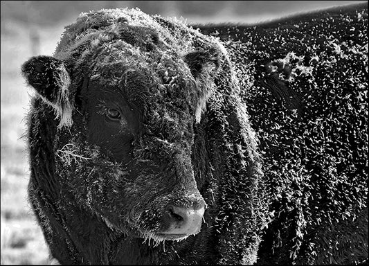 AMASMI126034 Snow Covered Ice Bull, by Amanda Lee Smith, available in multiple sizes