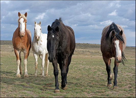 AMASMI126082 The Four Musketeers 2, by Amanda Lee Smith, available in multiple sizes