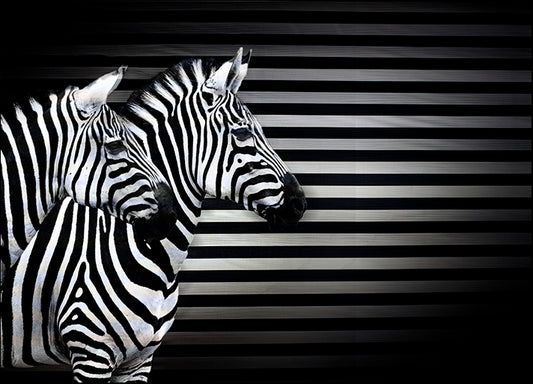 ANDVIL127314 Black White And Zebras, by Andre Villeneuve, available in multiple sizes - Chamton