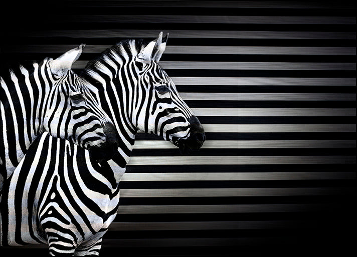 ANDVIL127314 Black White And Zebras, by Andre Villeneuve, available in multiple sizes