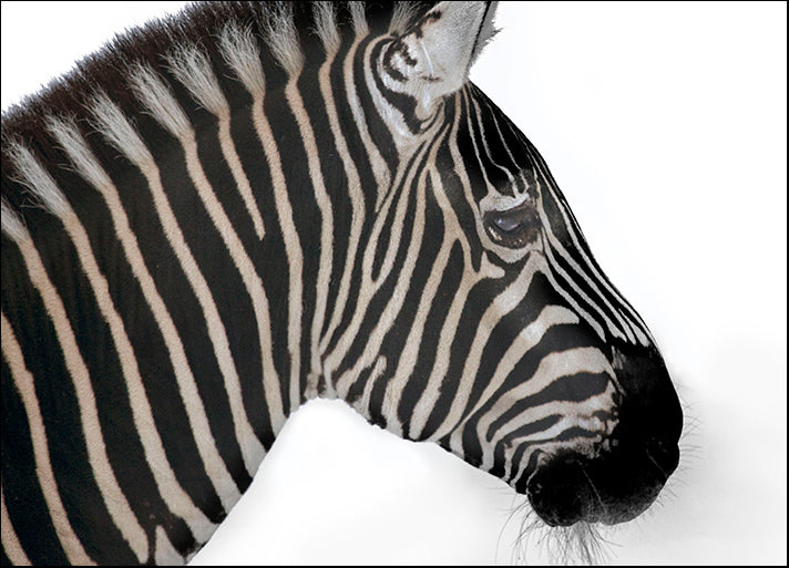ANDVIL127324 Head of Zebra, by Andre Villeneuve, available in multiple sizes
