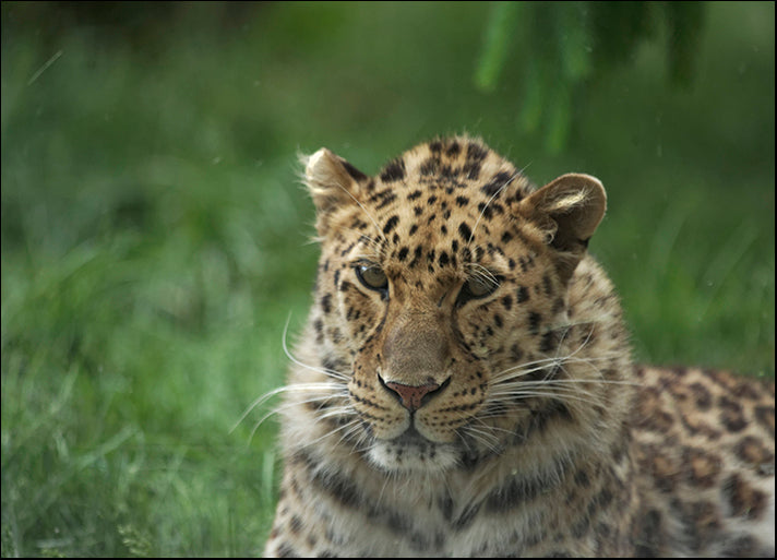 ANDVIL127329 Leopard in Break, by Andre Villeneuve, available in multiple sizes - Chamton