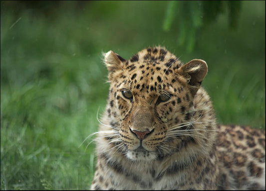 ANDVIL127329 Leopard in Break, by Andre Villeneuve, available in multiple sizes - Chamton