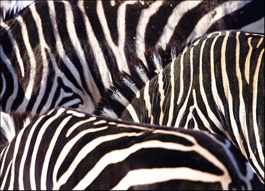 ANDVIL127337 Read Between The Lines, by Andre Villeneuve, available in multiple sizes - Chamton