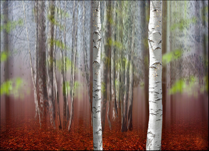 ANDVIL127343 The Birches, by Andre Villeneuve, available in multiple sizes